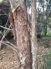 Melaleuca alternifolia