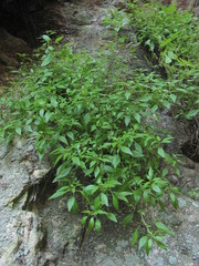 Parietaria lusitanica