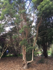 Melaleuca alternifolia