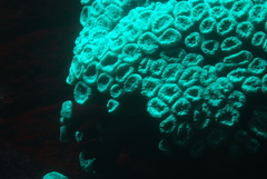 Caulastraea echinulata