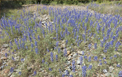 Lupinus benthamii
