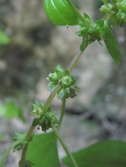 Parietaria lusitanica