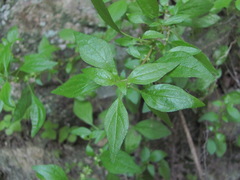 Parietaria lusitanica