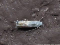 Phyllocnistis citrella