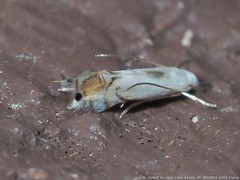 Phyllocnistis citrella