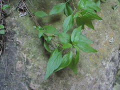 Parietaria lusitanica