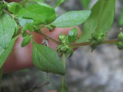 Parietaria lusitanica