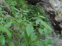 Parietaria lusitanica