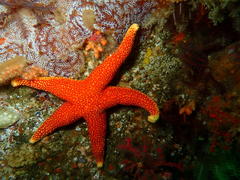 Fromia schultzei