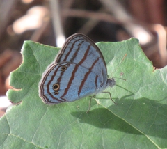 Cepheuptychia glaucina