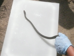 Masticophis lateralis lateralis