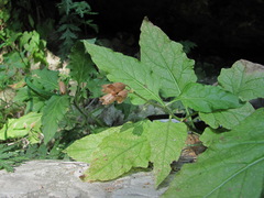 Physochlaina orientalis