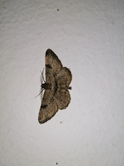 Peribatodes rhomboidaria