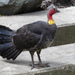 Yellow-wattled Brushturkey - Photo (c) Tina Hanneman, some rights reserved (CC BY-NC), uploaded by Tina Hanneman