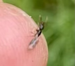 Ponera pennsylvanica