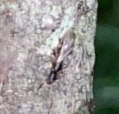 Ponera pennsylvanica