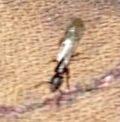 Ponera pennsylvanica