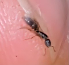 Ponera pennsylvanica