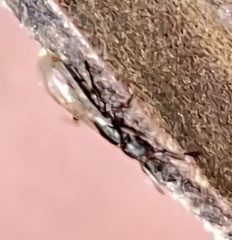 Ponera pennsylvanica