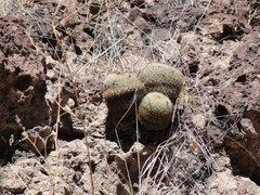 Coryphantha recurvata