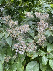 Clematis vitalba