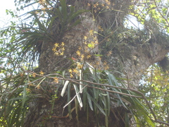 Encyclia parviflora