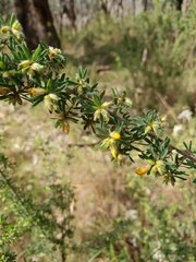 Pultenaea hispidula