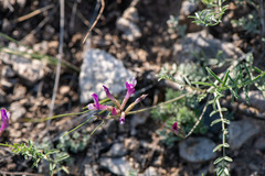 Astragalus macroceras