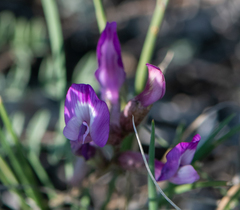 Astragalus macroceras