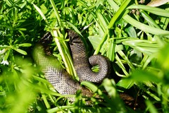 Notechis scutatus scutatus