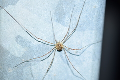 Leptobunus parvulus