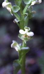 Pterygodium volucris