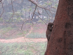 Callosciurus pygerythrus
