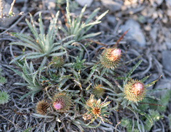 Ancathia igniaria