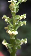 Pterygodium volucris