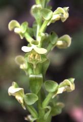 Pterygodium volucris