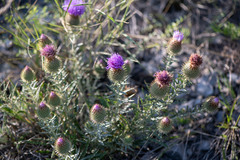 Ancathia igniaria
