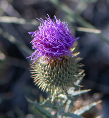 Ancathia igniaria