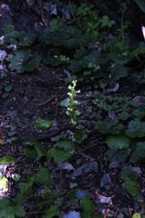 Pterygodium volucris