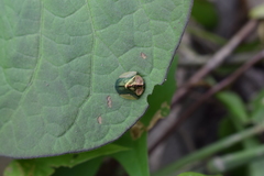 Cyrtonota serinus