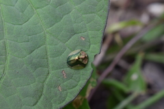 Cyrtonota serinus