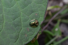 Cyrtonota serinus