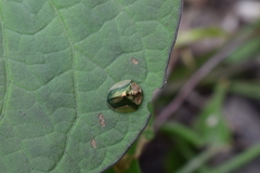 Cyrtonota serinus