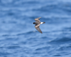 Hydrobates socorroensis