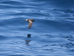 Hydrobates socorroensis