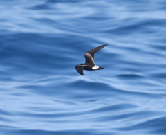 Hydrobates socorroensis