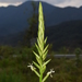 Guzmania roezlii - Photo (c) jose_balderrama, some rights reserved (CC BY-NC), uploaded by jose_balderrama