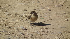 Emberiza capensis cinnamomea