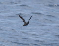 Synthliboramphus craveri