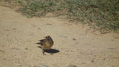 Emberiza capensis cinnamomea